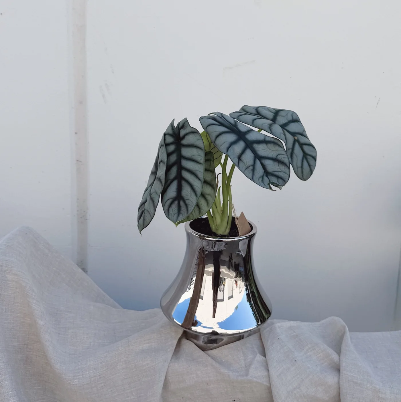 Silver leaves in a reflective vessel