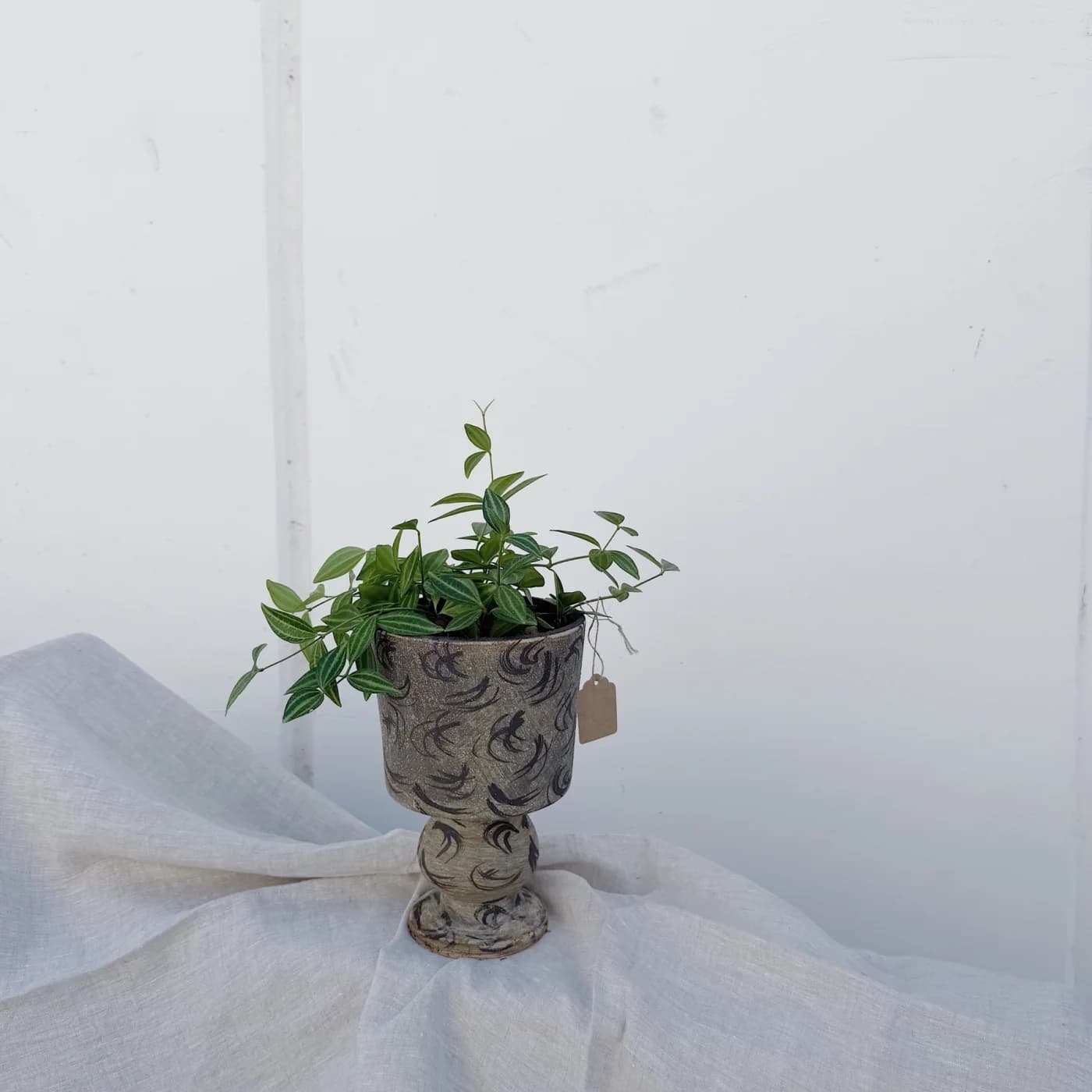 Trailing leaves in a patterned pedestal pot