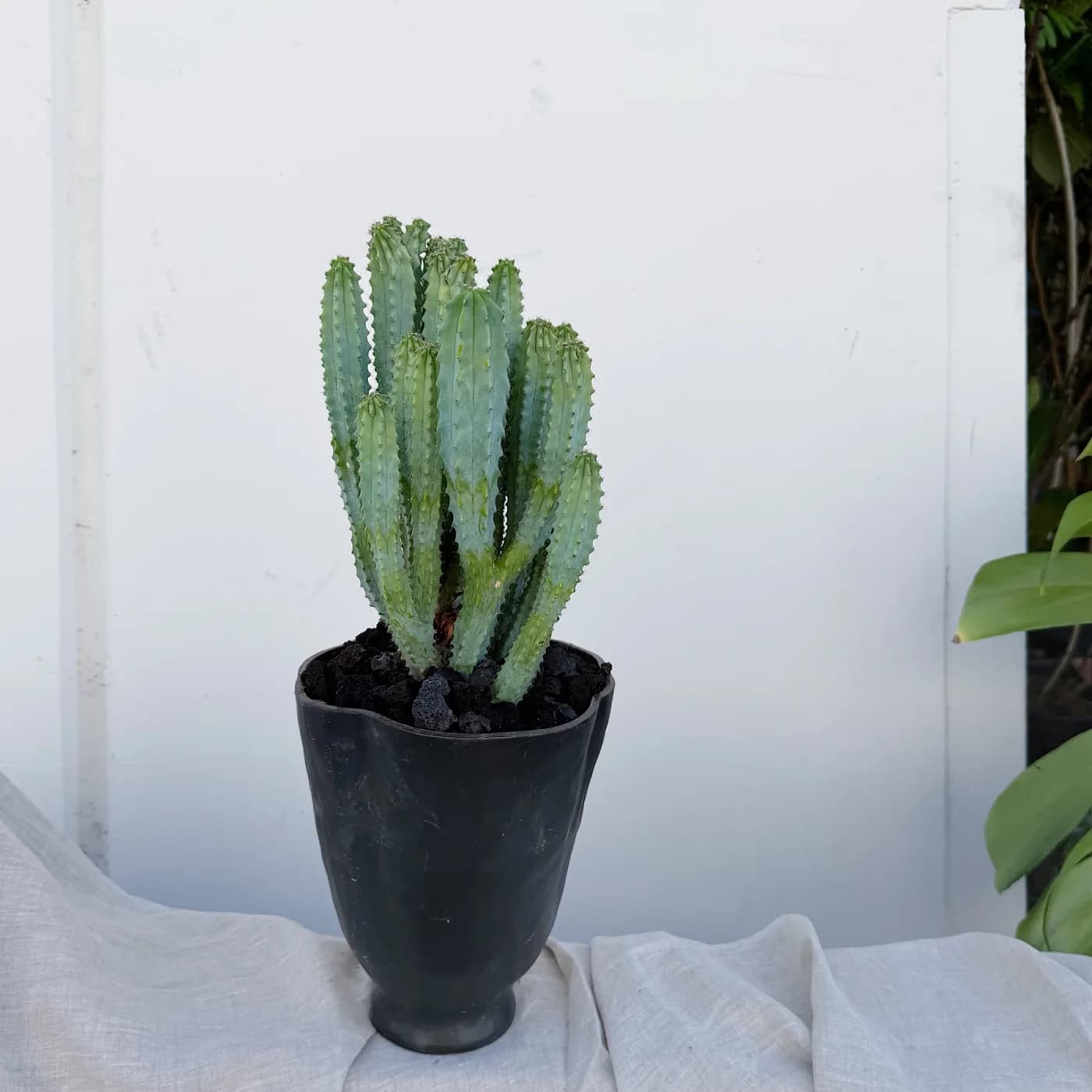 Upright stems in a tall black pot